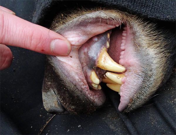 A close up photo of a bears teeth